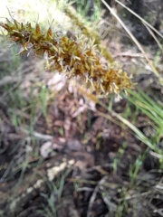 Carex appressa