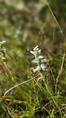 Spiranthes arcisepala