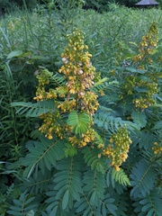 Senna hebecarpa