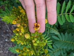 Senna hebecarpa