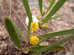Acacia lanigera