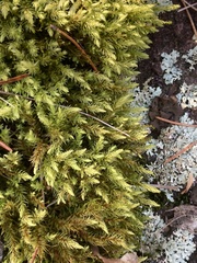 Aulacomnium palustre