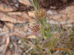 Pterocaulon sphacelatum