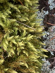 Aulacomnium palustre