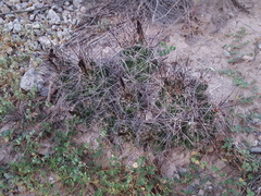 Coryphantha macromeris macromeris