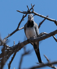 Oena capensis capensis