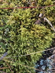 Aulacomnium palustre