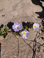 Nolana paradoxa