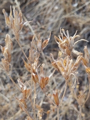 Cordylanthus pilosus