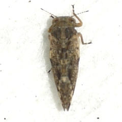 Pachypsylla