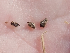 Cordylanthus pilosus