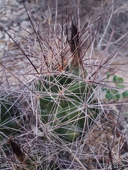 Coryphantha macromeris macromeris