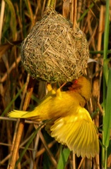 Ploceus subaureus subaureus