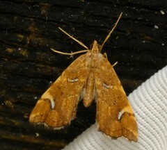 Musotima nitidalis
