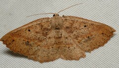 Casbia melanops