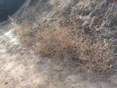 Cordylanthus pilosus