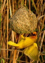 Ploceus subaureus subaureus