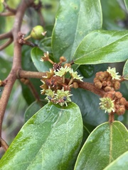 Colubrina arborescens