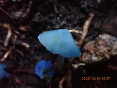 Entoloma virescens