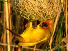 Ploceus subaureus subaureus