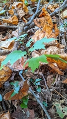 Viburnum acerifolium