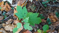 Viburnum acerifolium