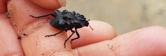 Tetralophus excursus