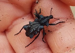 Tetralophus excursus