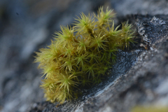 Orthotrichum consimile