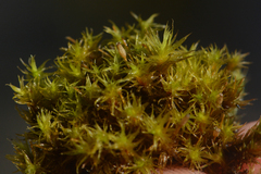 Orthotrichum consimile