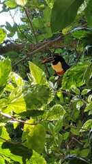 Pteroglossus castanotis