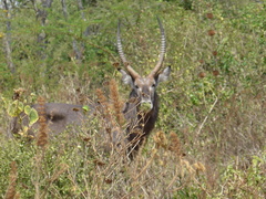 Kobus ellipsiprymnus defassa