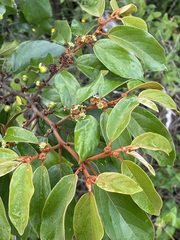 Colubrina arborescens