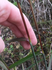 Sorghastrum