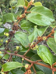 Colubrina arborescens