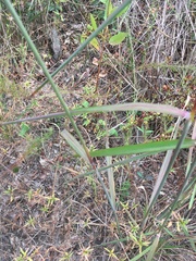 Sorghastrum