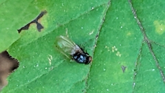 Lonchaea