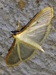 Palpita quadristigmalis