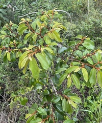 Colubrina arborescens