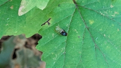 Lonchaea