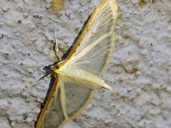 Palpita quadristigmalis