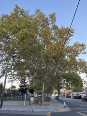 Platanus racemosa