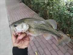 Micropterus salmoides