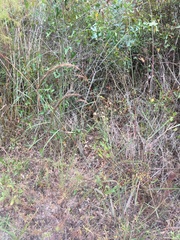 Sorghastrum