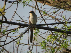 Coccyzus erythropthalmus