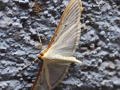 Palpita quadristigmalis