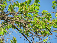 Ulmus americana