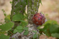 Stenocereus gummosus