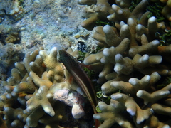 Paracirrhites forsteri
