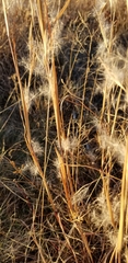 Andropogon ternarius